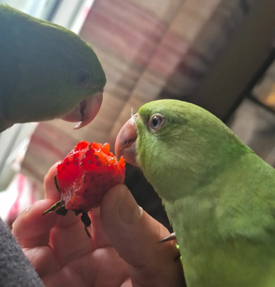 Hand reared Indian Ringnecks - Image 2