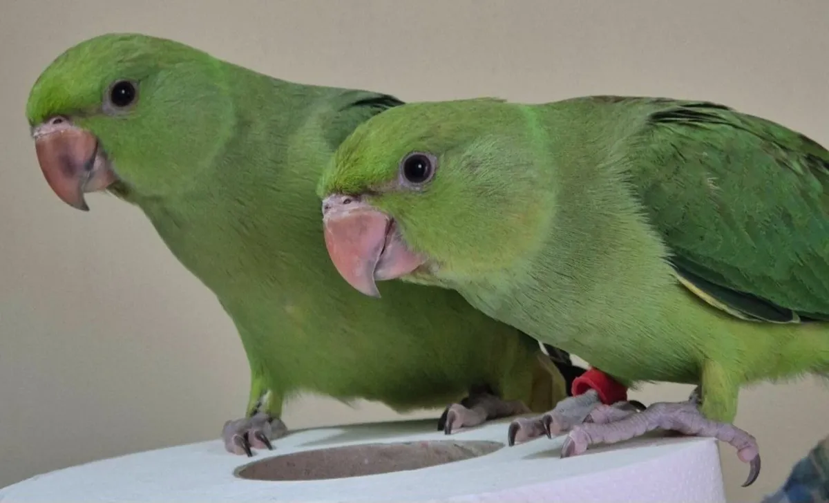 Hand reared Indian Ringnecks - Image 3