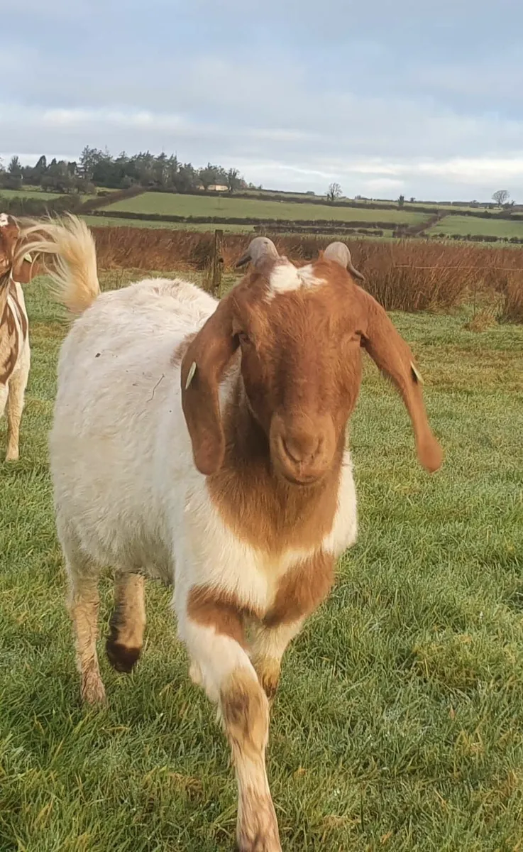 Wanted...  GOATS - Image 1