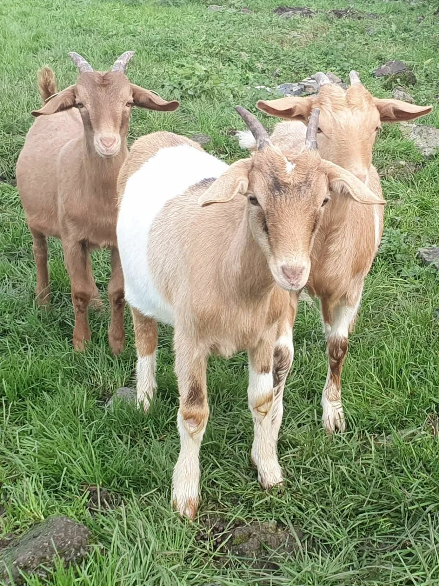 Wanted...  GOATS - Image 2