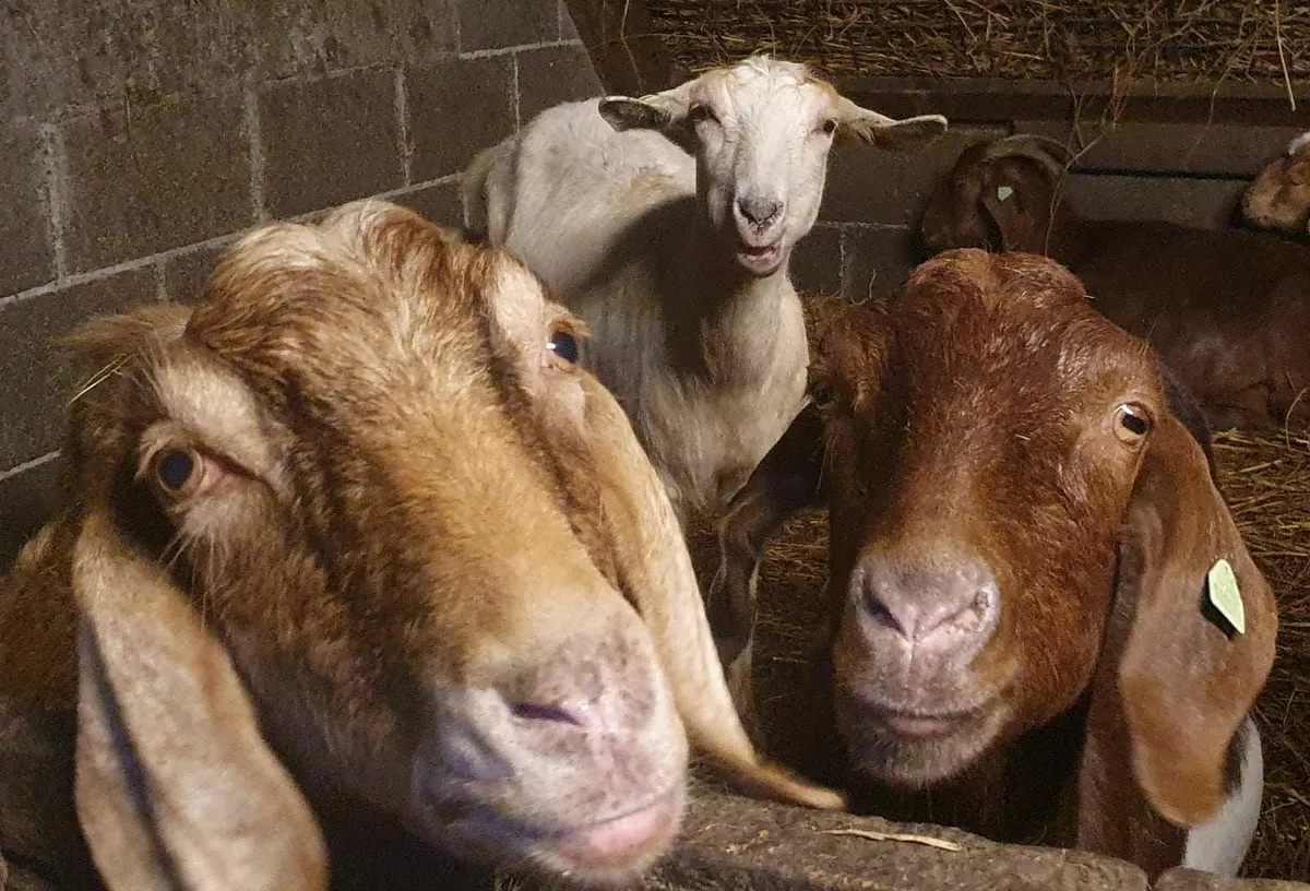 Wanted...  GOATS - Image 3