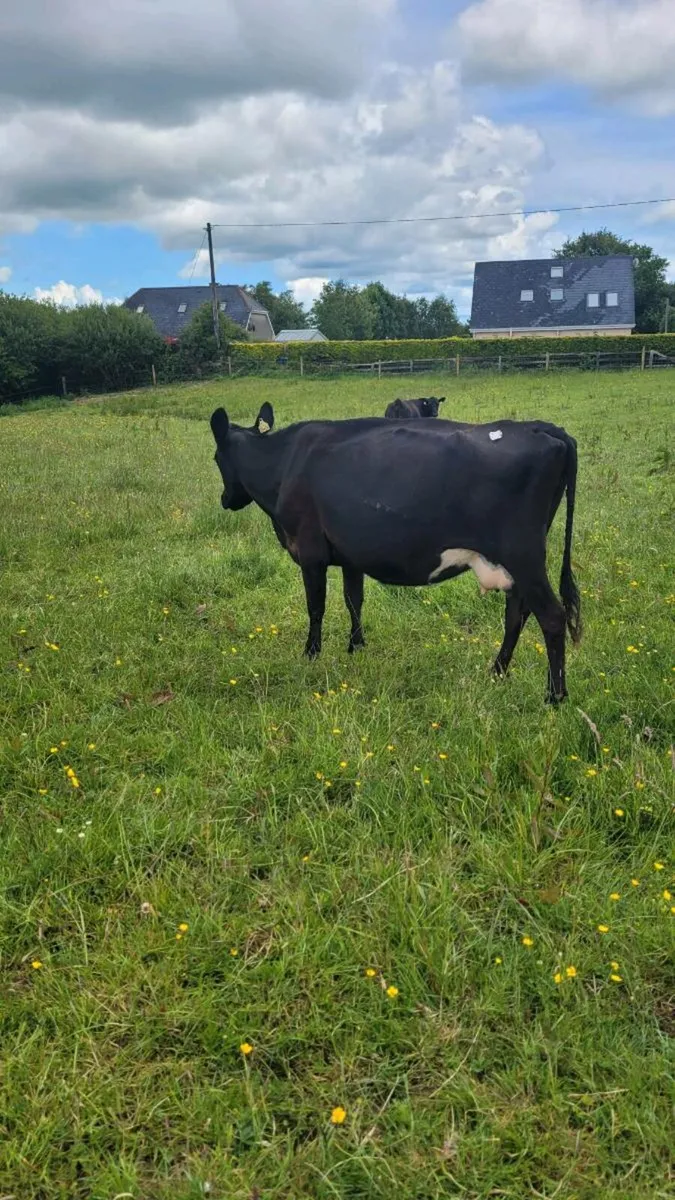 Limousine incalf cow - Image 2