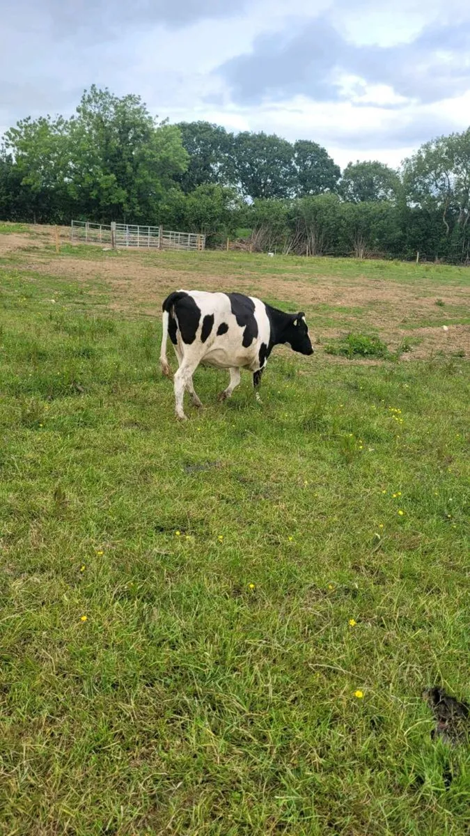 Limousine incalf cow - Image 3