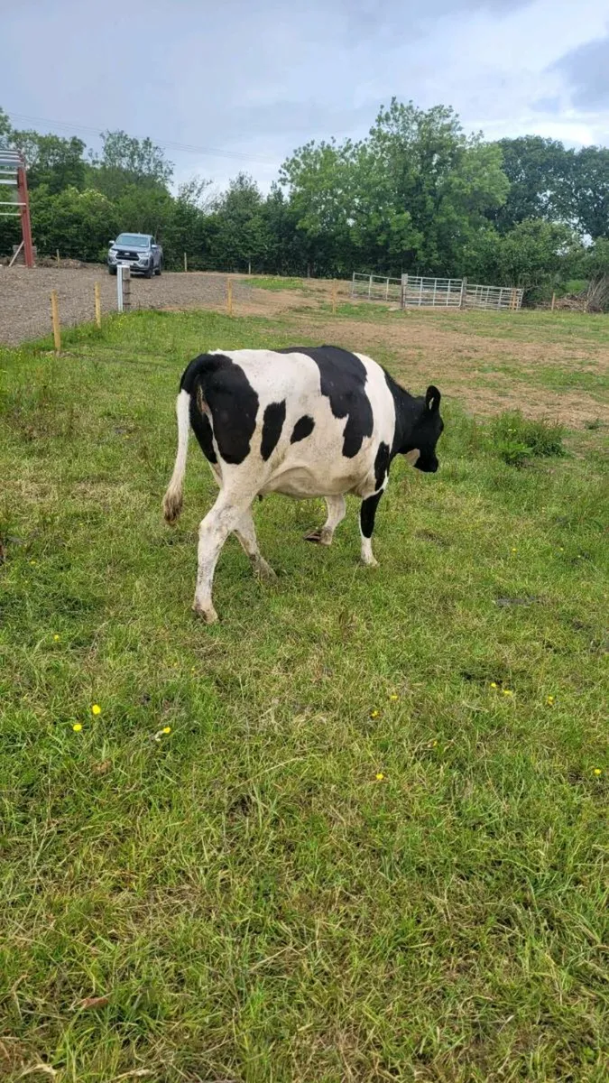 Limousine incalf cow - Image 4