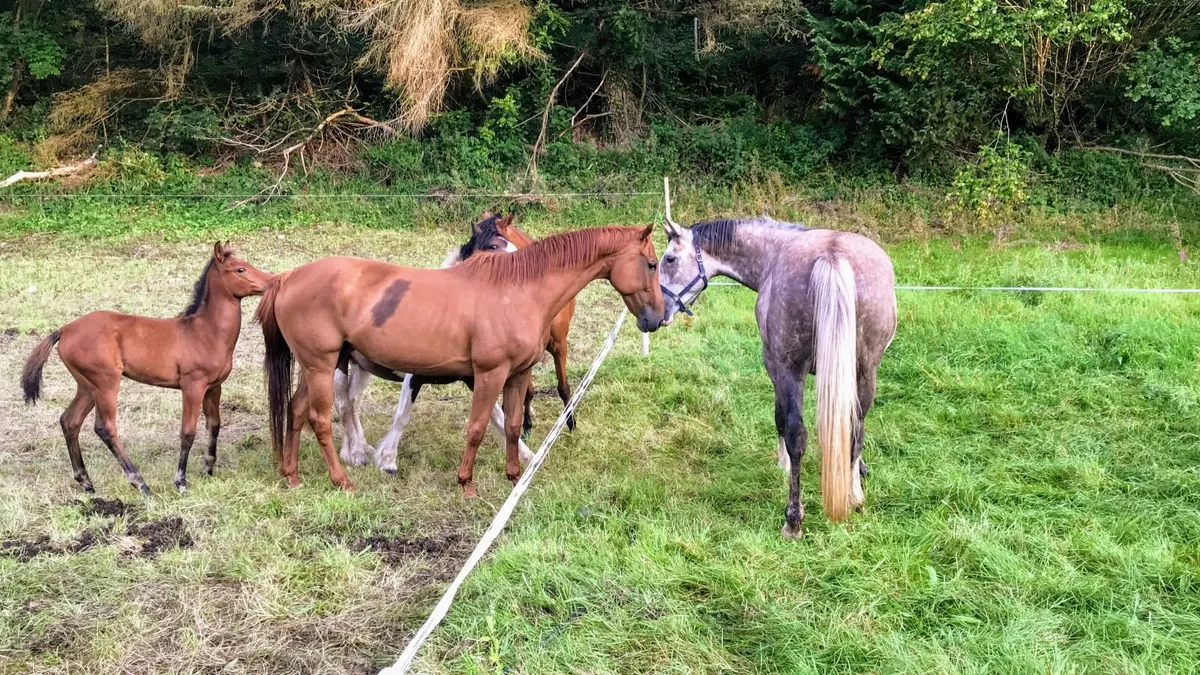 Brood mare - Image 3