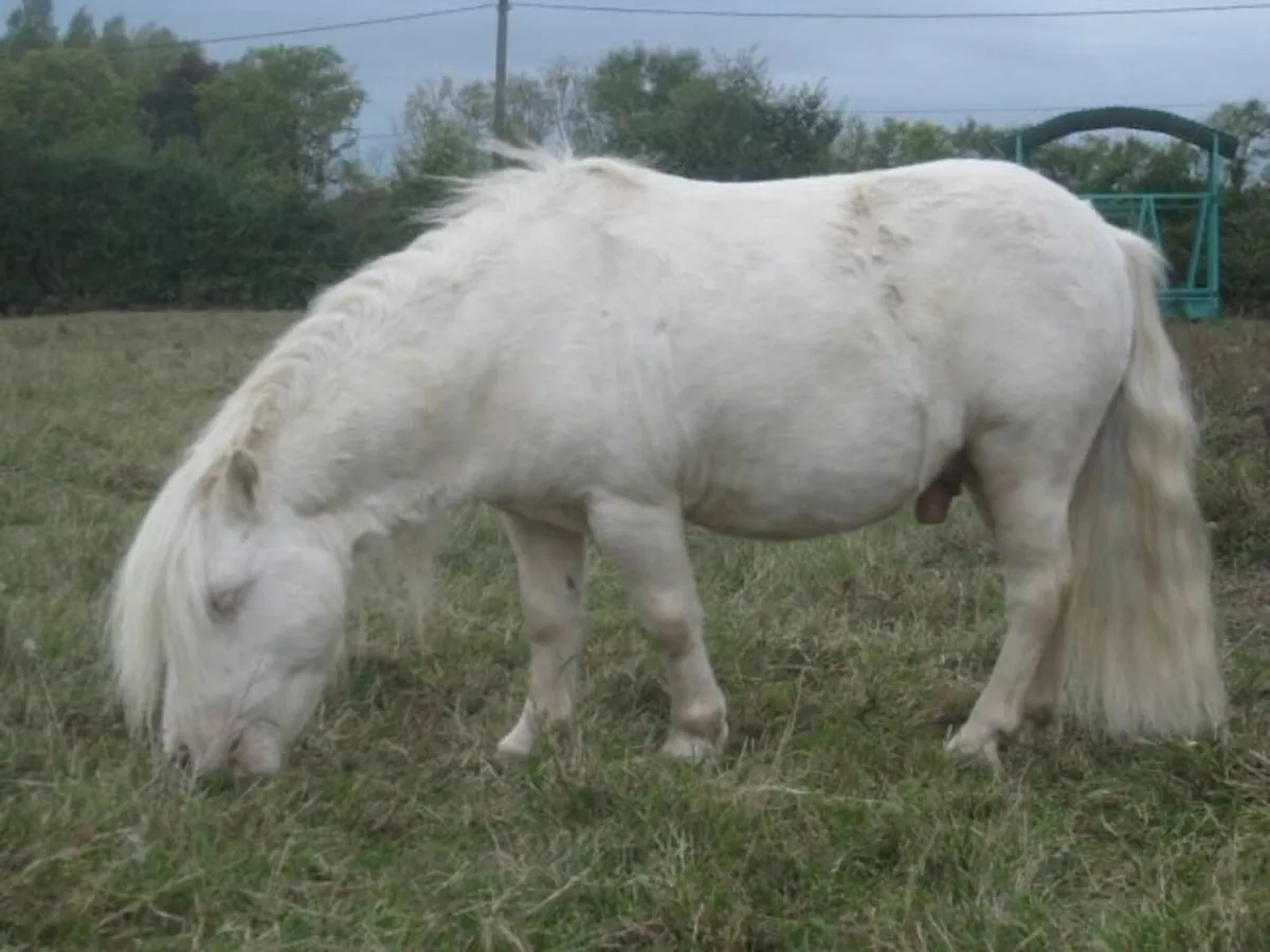 Miniature cremello / Appaloosa stallion wanted - Image 1