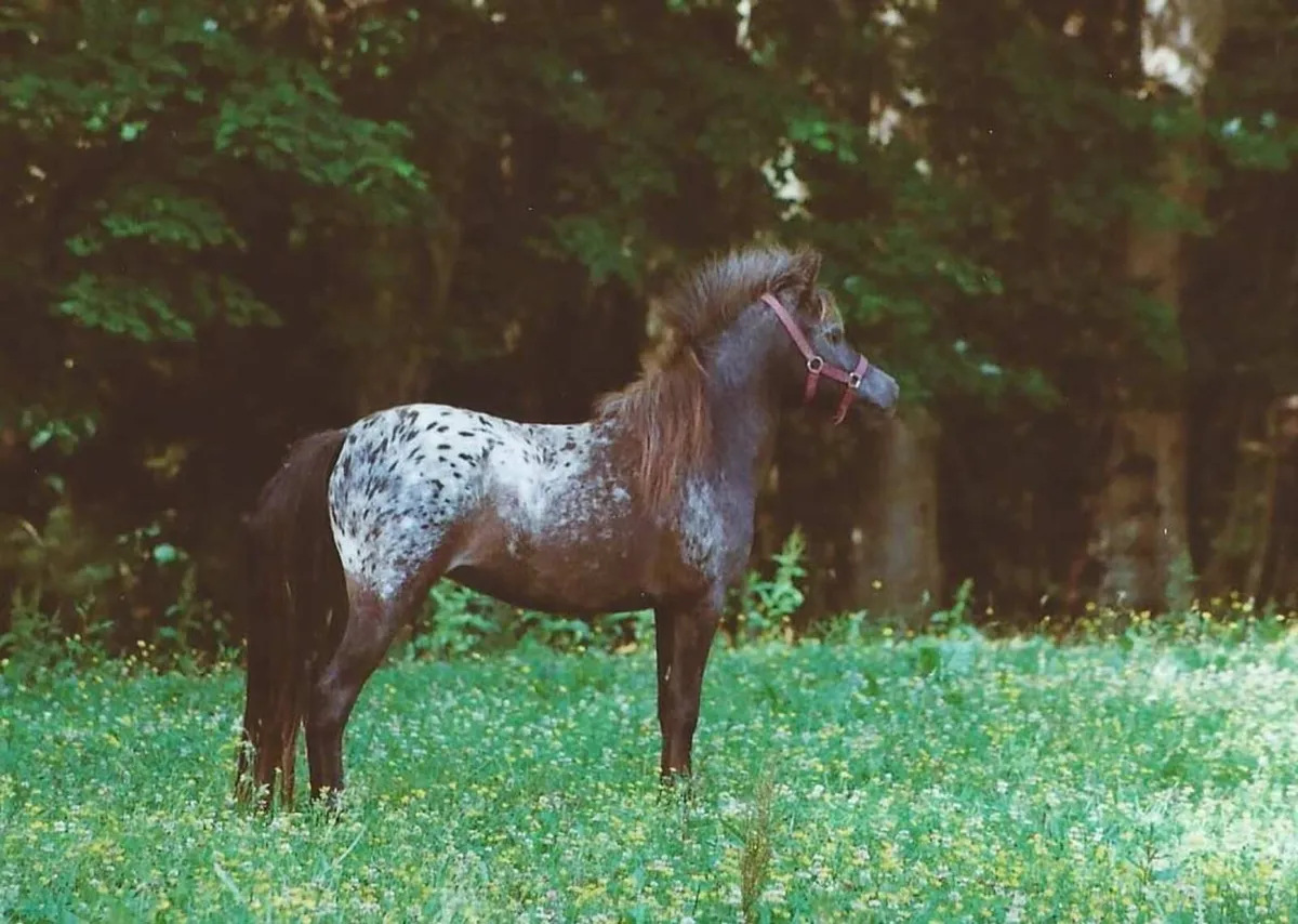 Miniature cremello / Appaloosa stallion wanted - Image 2
