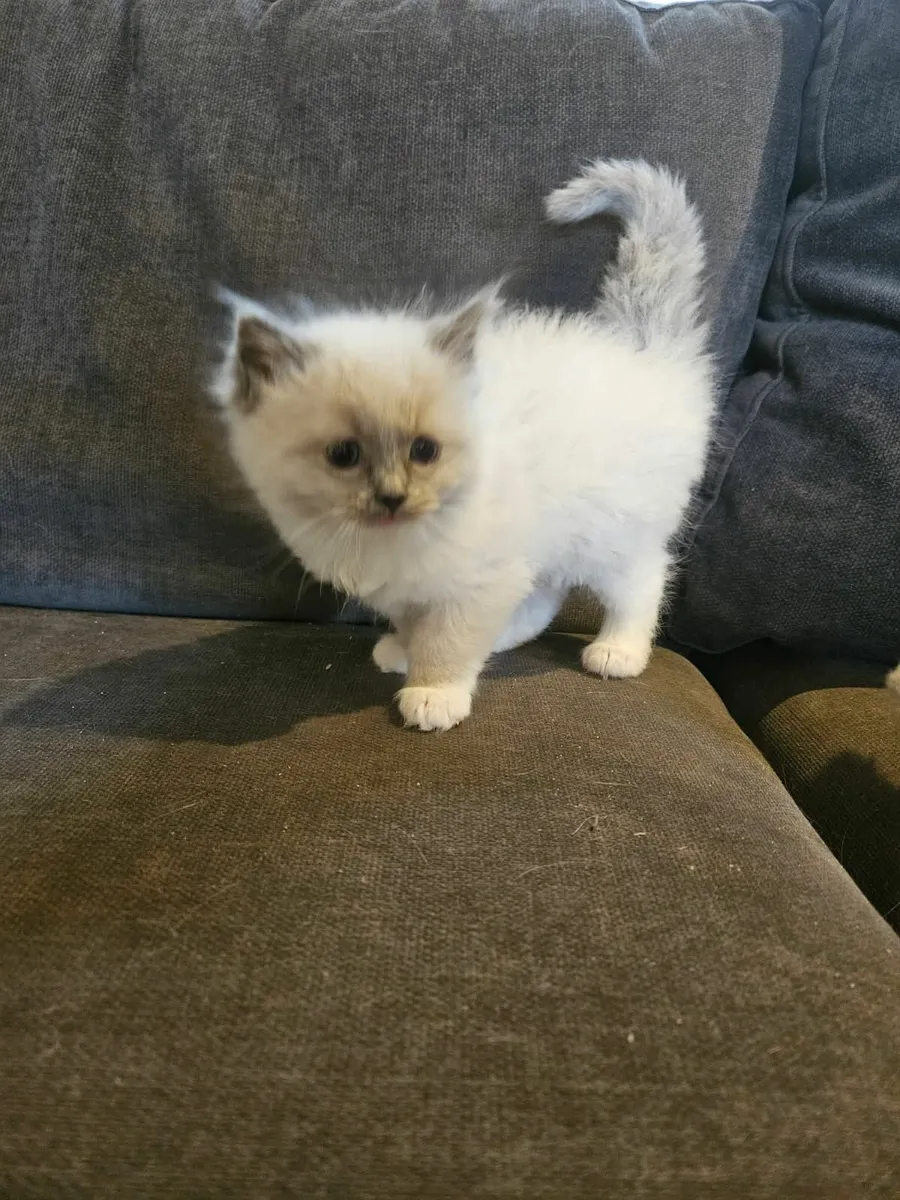 Ragdoll kittens - Image 2