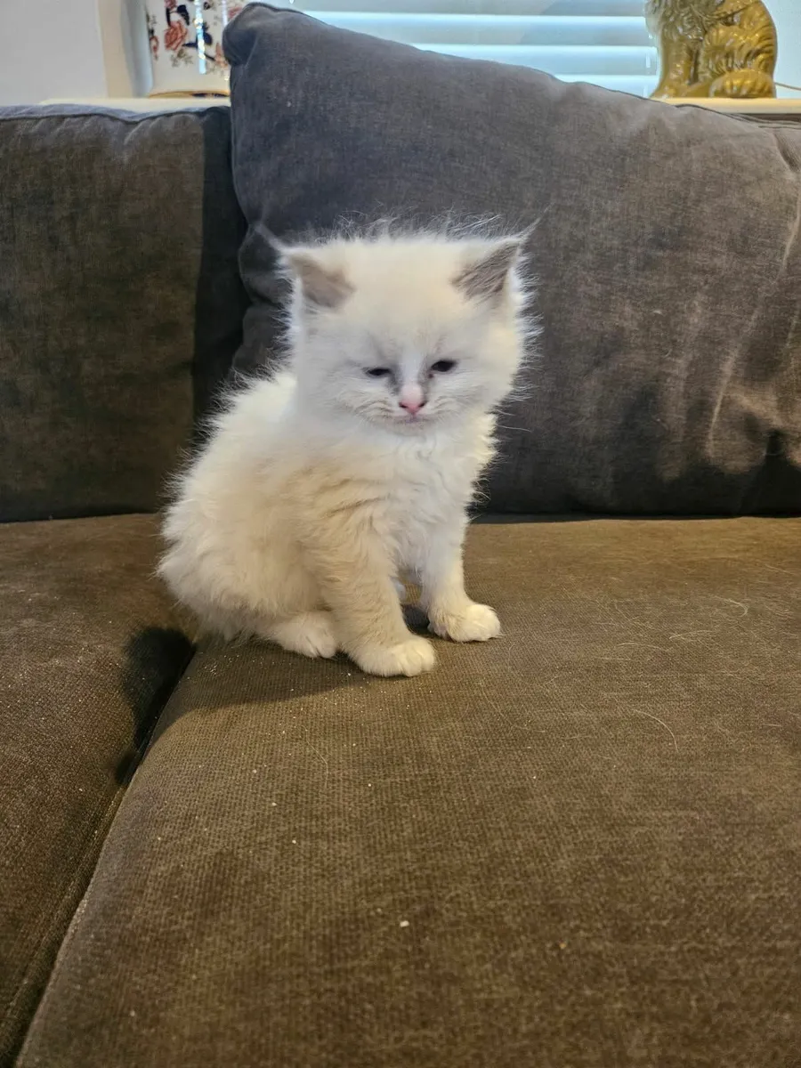 Ragdoll kittens - Image 1