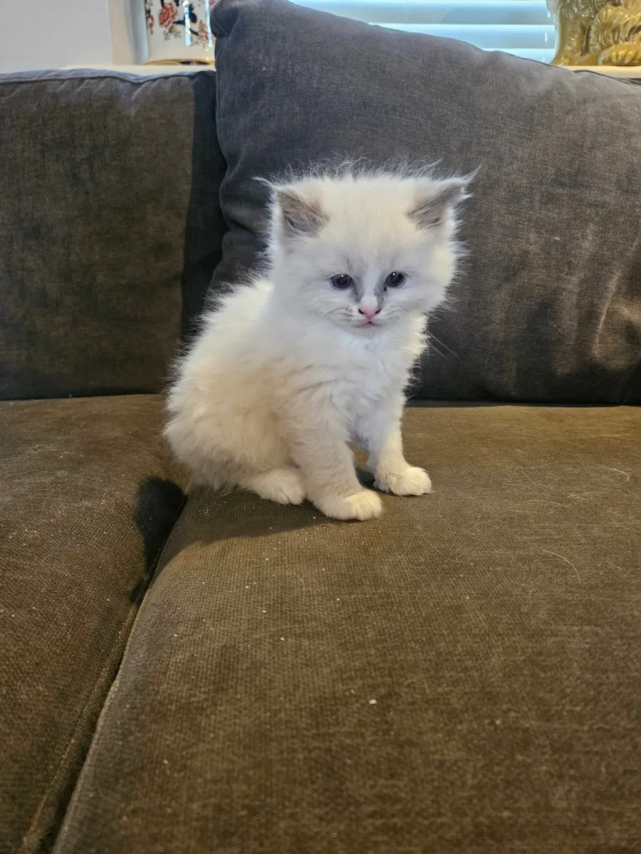 Ragdoll kittens - Image 3