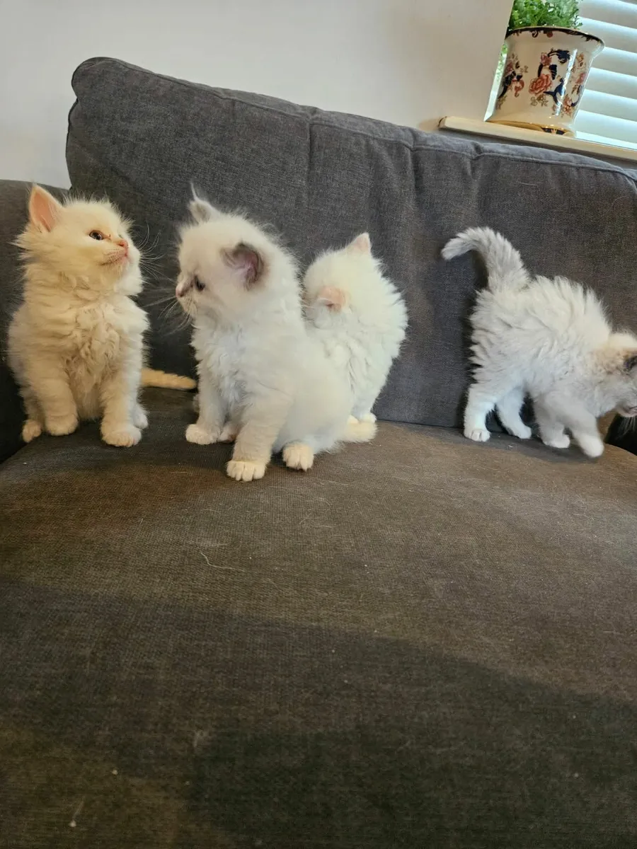 Ragdoll kittens - Image 4