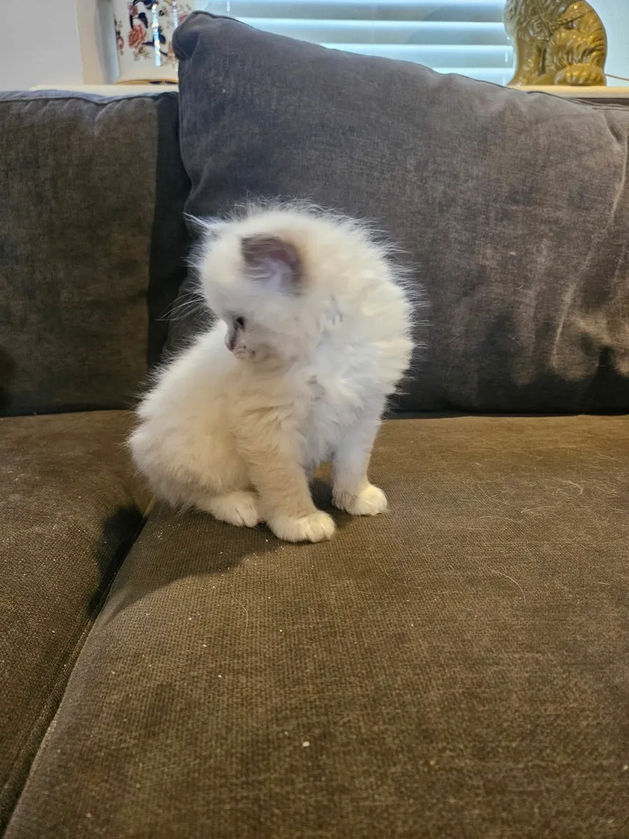 Ragdoll kittens - Image 3