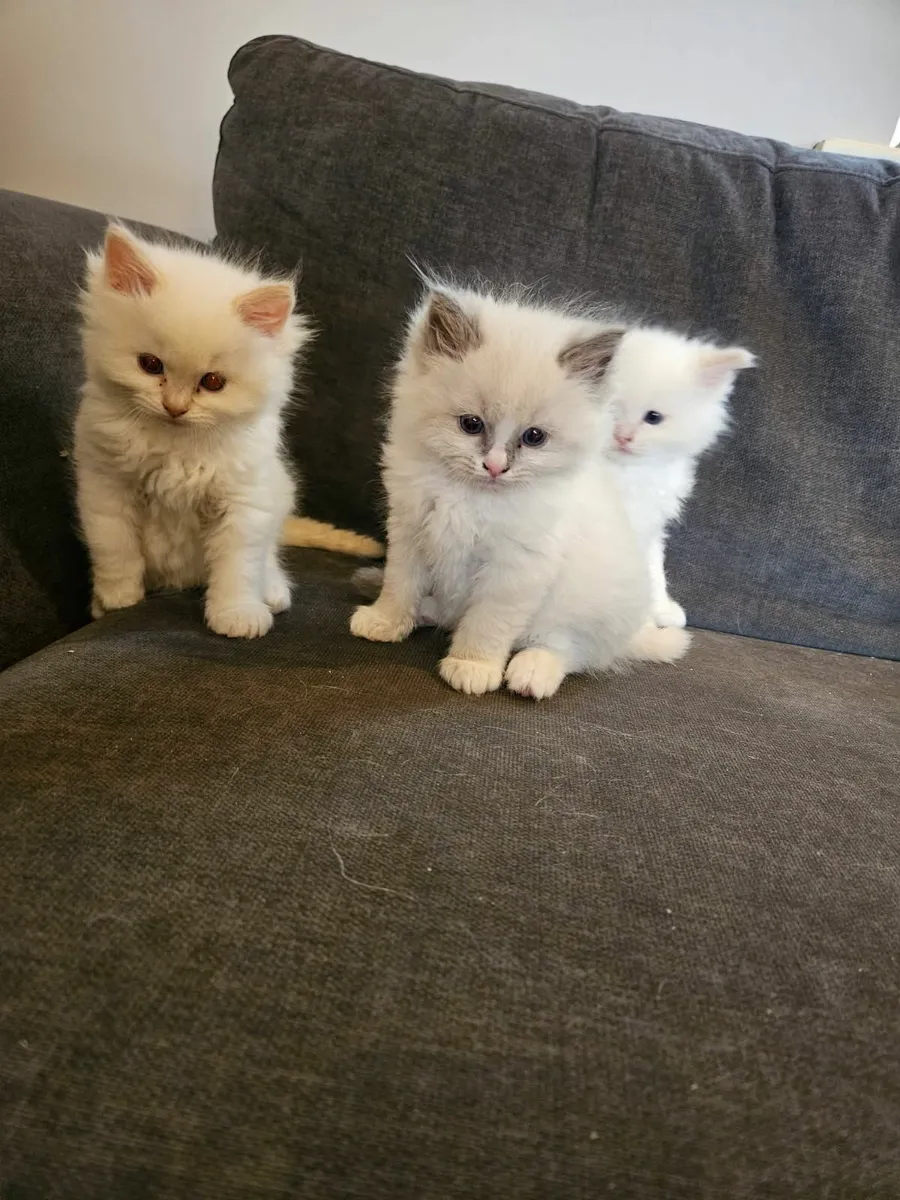 Ragdoll kittens - Image 4
