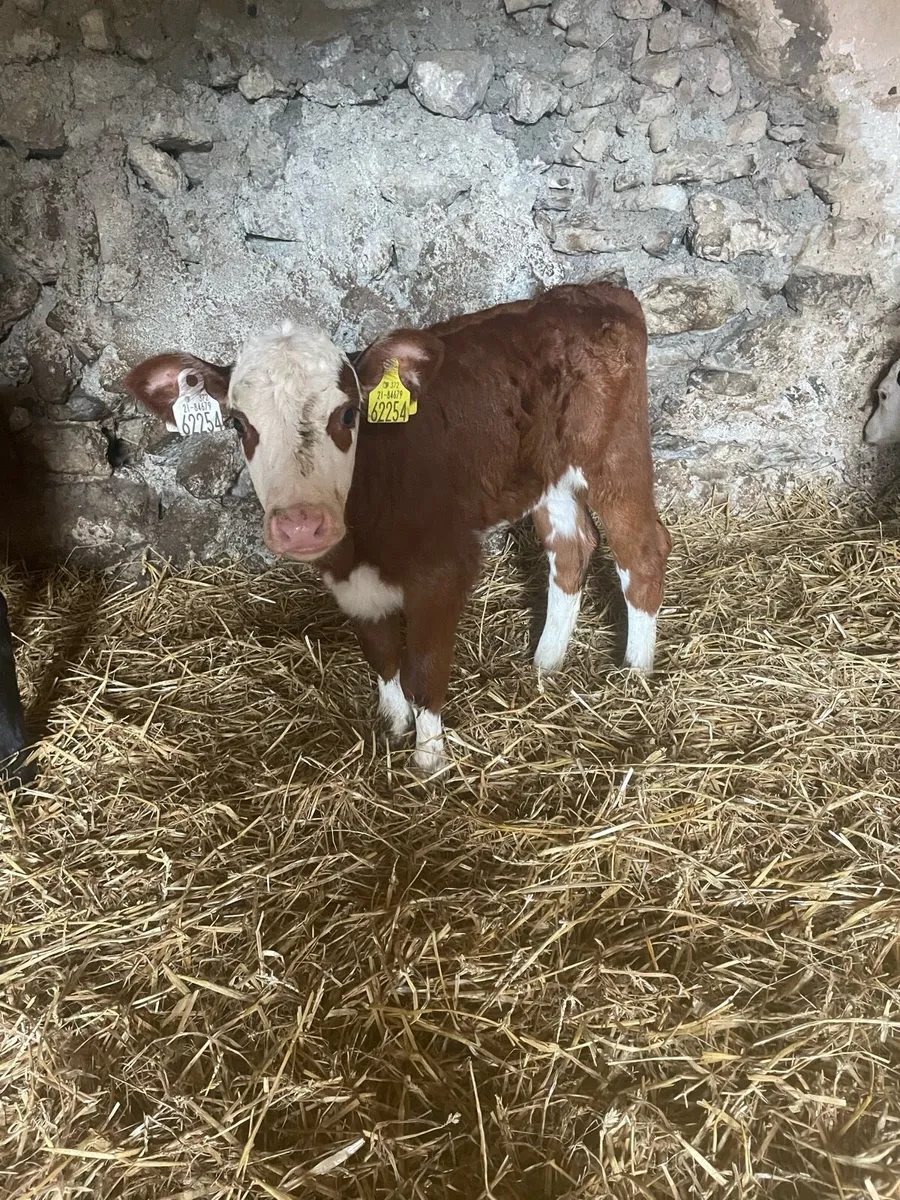 Red whitehead heifer - Image 1