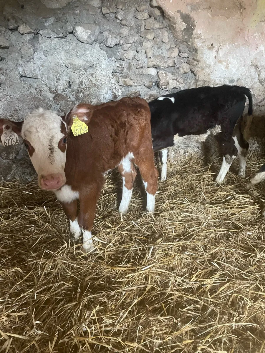 Red whitehead heifer - Image 2