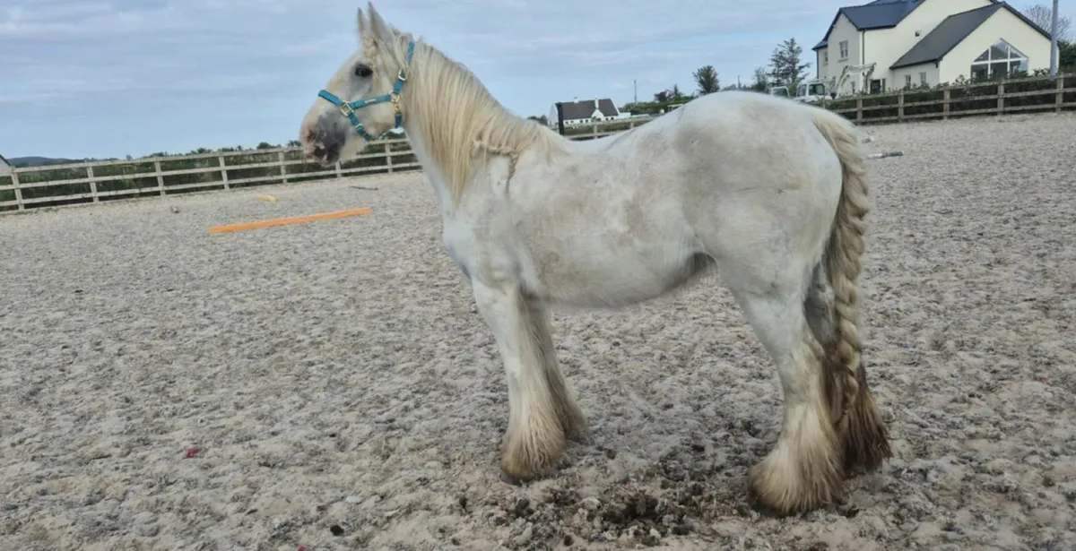 Project pony - Image 1