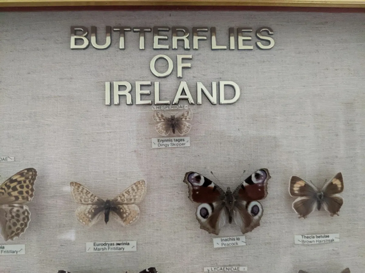 Irish Butterfly Collection - Image 3