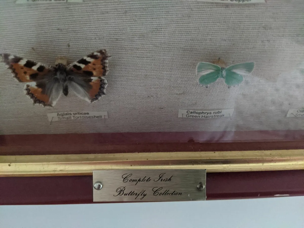 Irish Butterfly Collection - Image 4