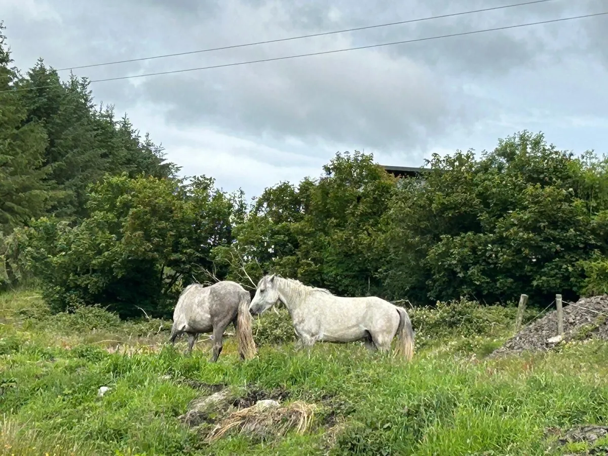 3 year old Connemara’s for sale - Image 2