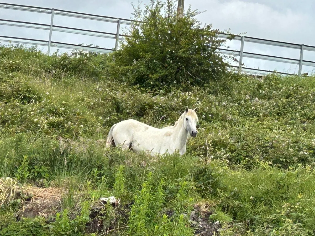3 year old Connemara’s for sale - Image 3