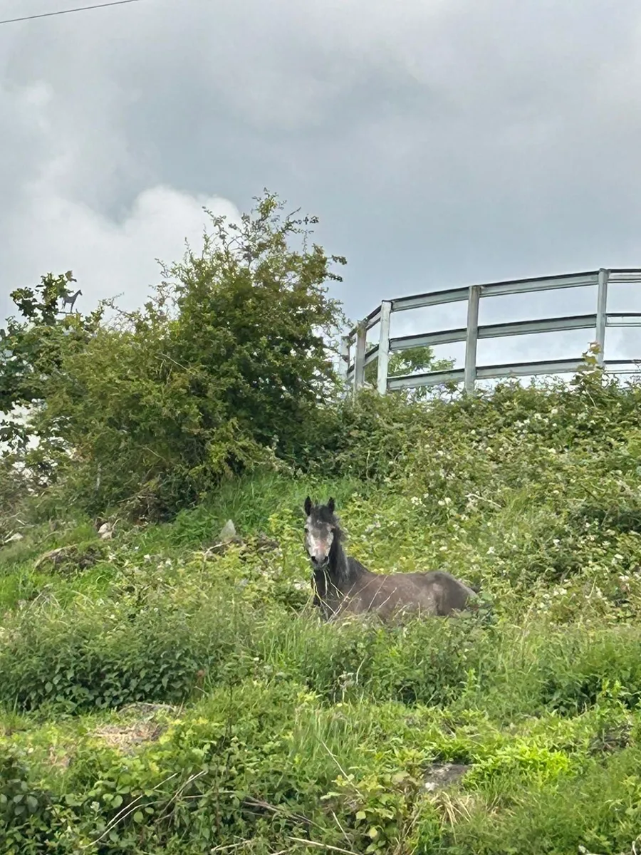 3 year old Connemara’s for sale - Image 4