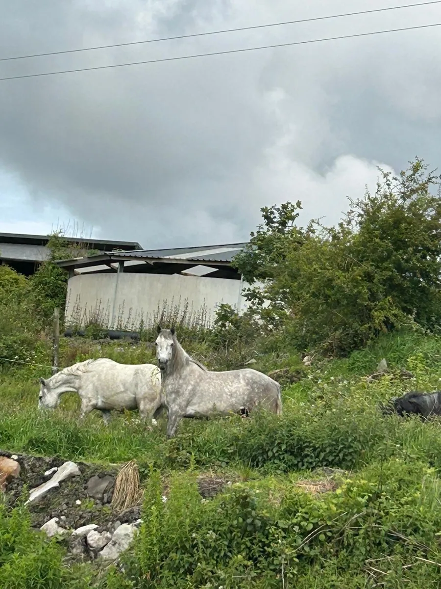 3 year old Connemara’s for sale - Image 1