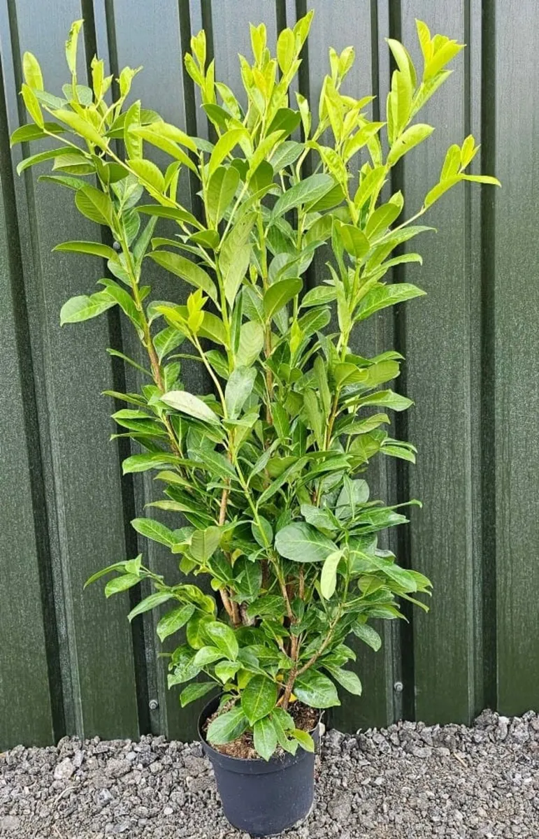 Laurel Hedging
