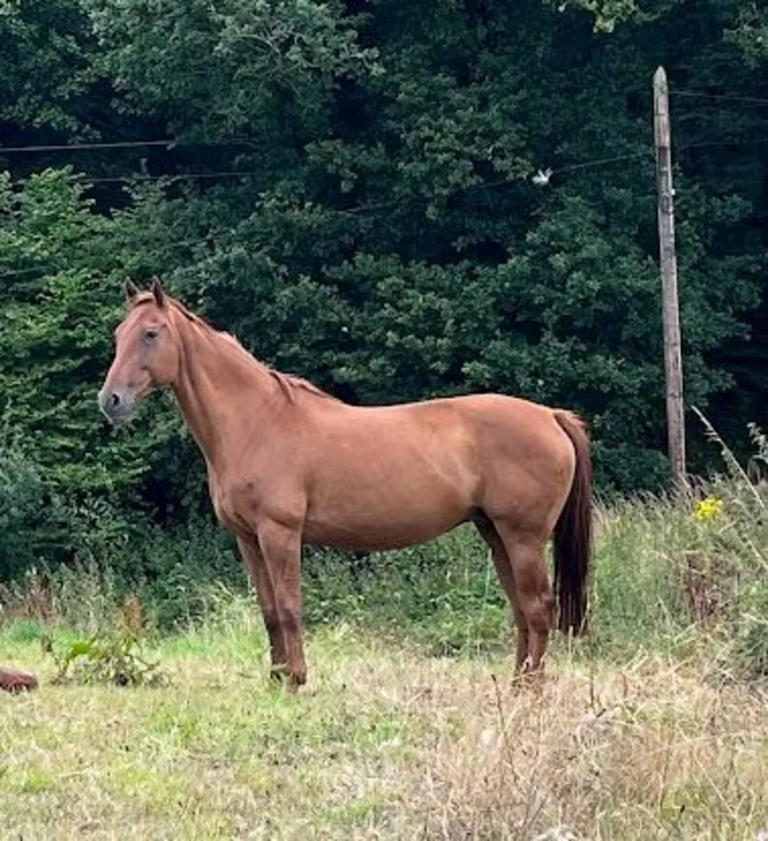 Brood mare - Image 1