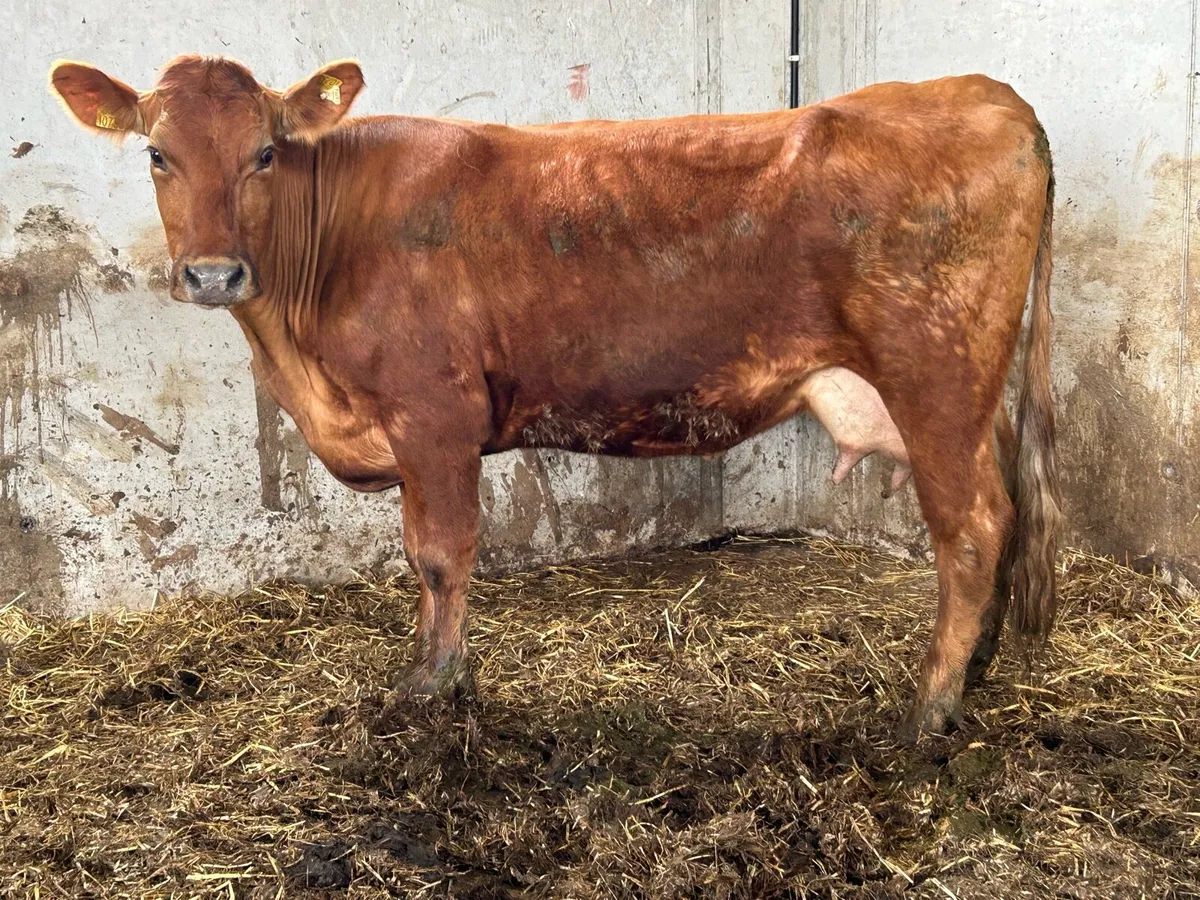 2020 born foster cow 5 star cow - Image 1