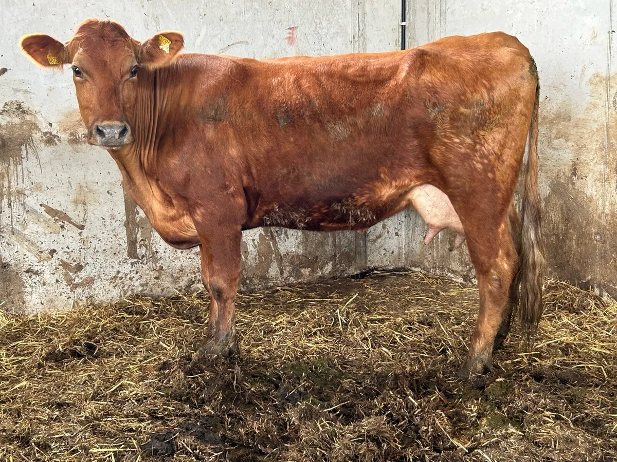 2020 born foster cow 5 star cow - Image 2