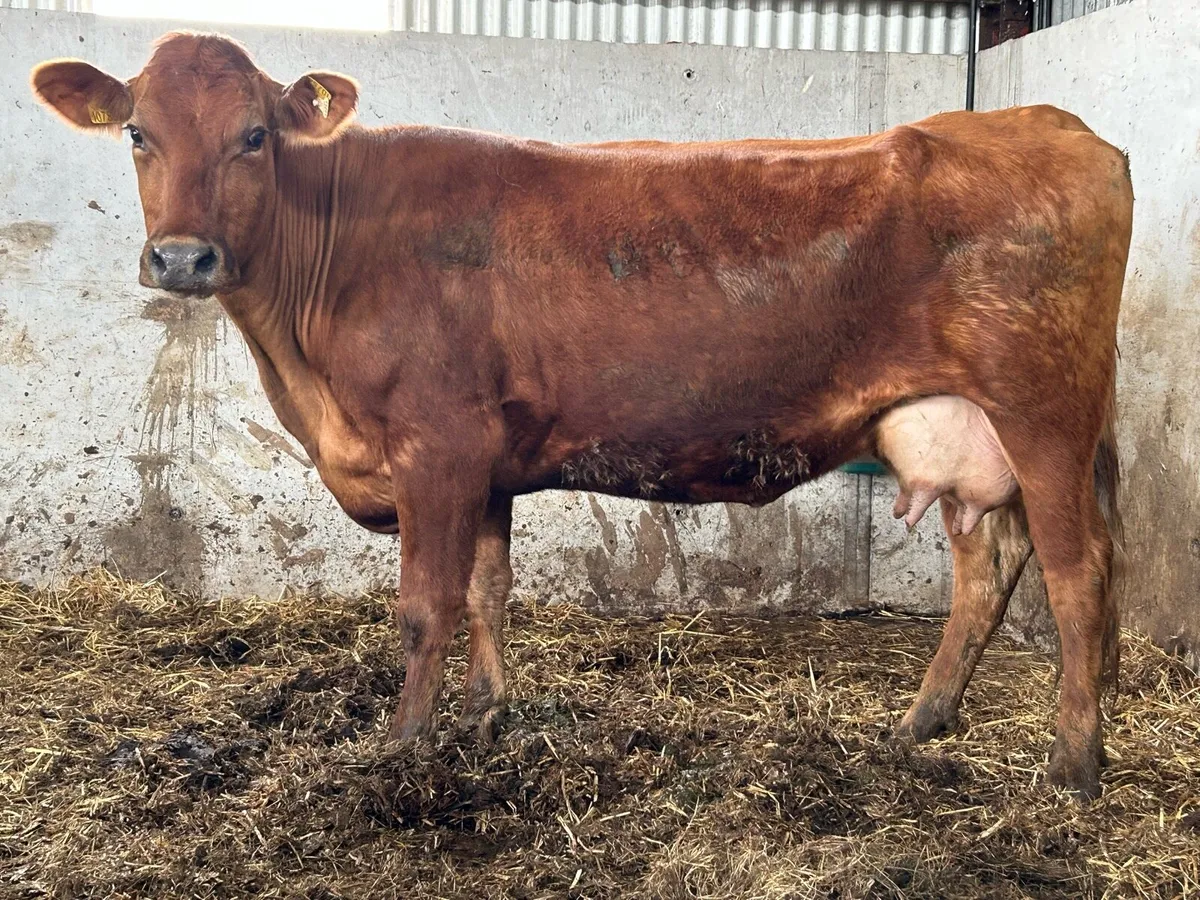 2020 born foster cow 5 star cow - Image 3