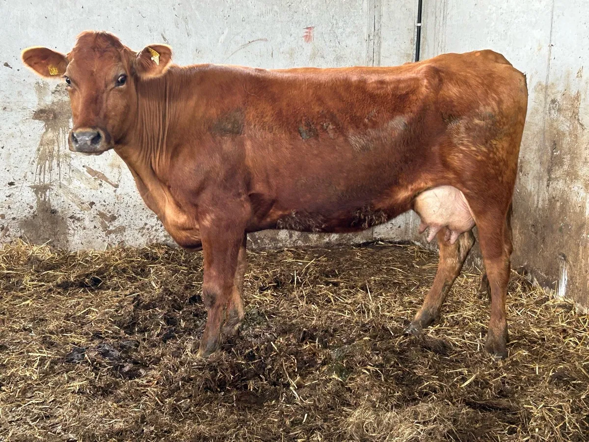 2020 born foster cow 5 star cow - Image 4