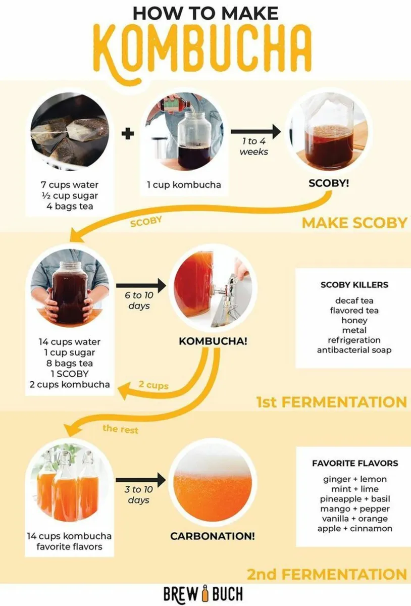 Kombucha scoby - Image 3