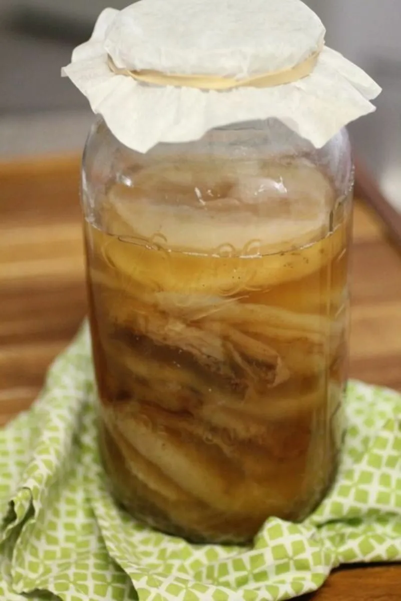 Kombucha scoby - Image 4