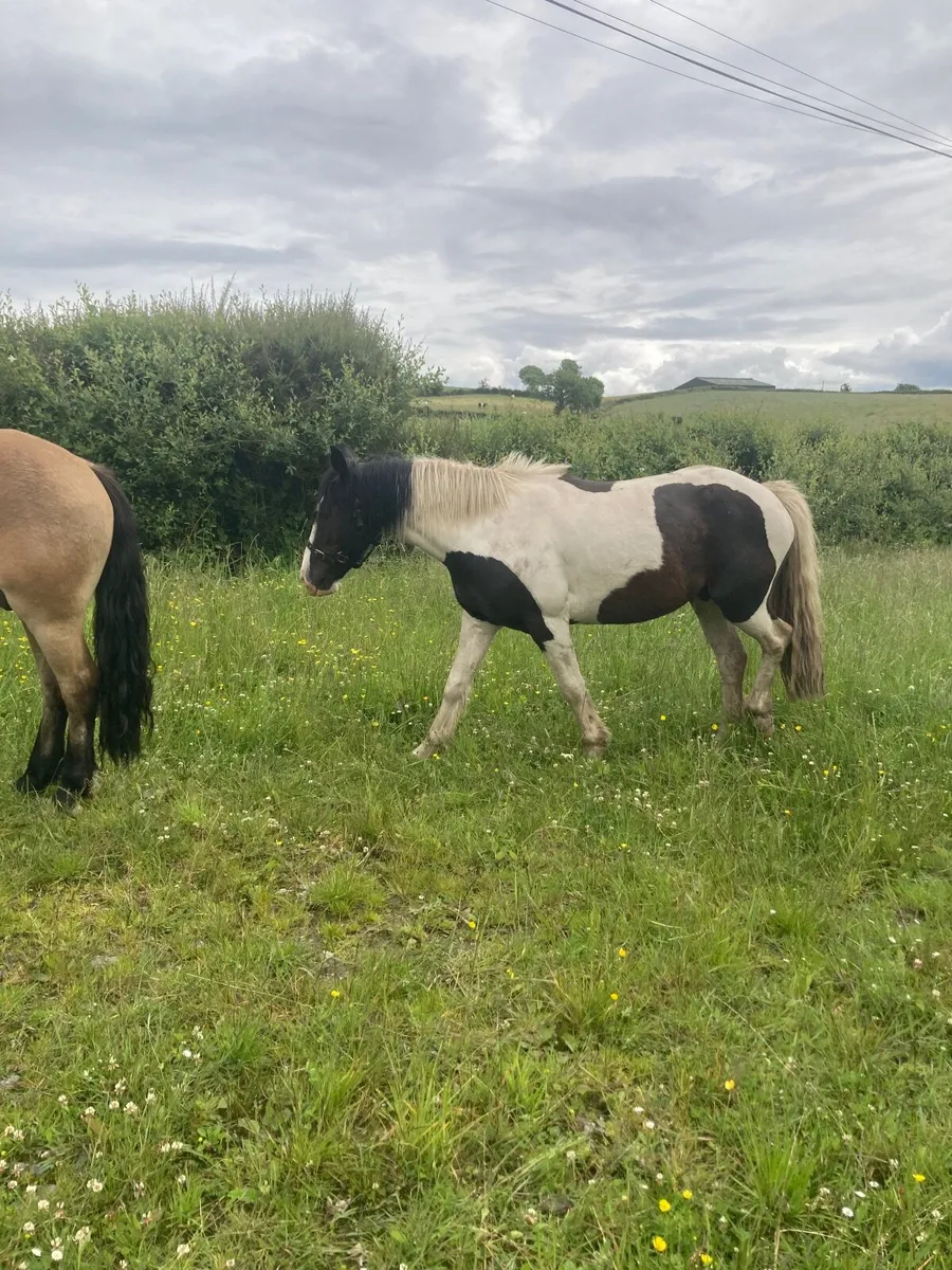 Horses - Image 1