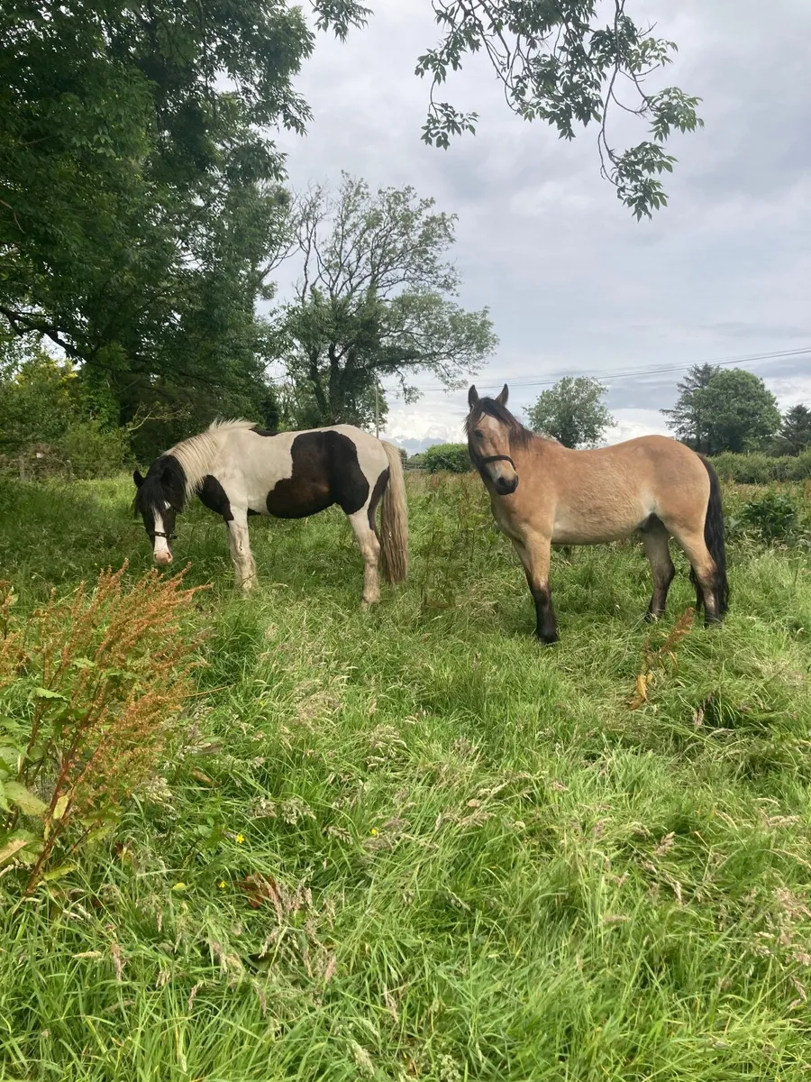 Horses - Image 2