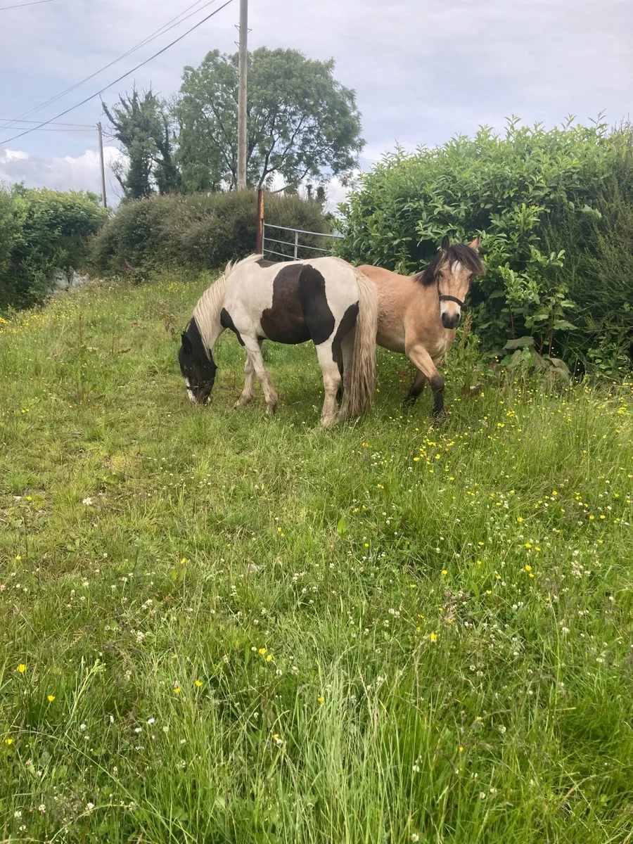 Horses - Image 3