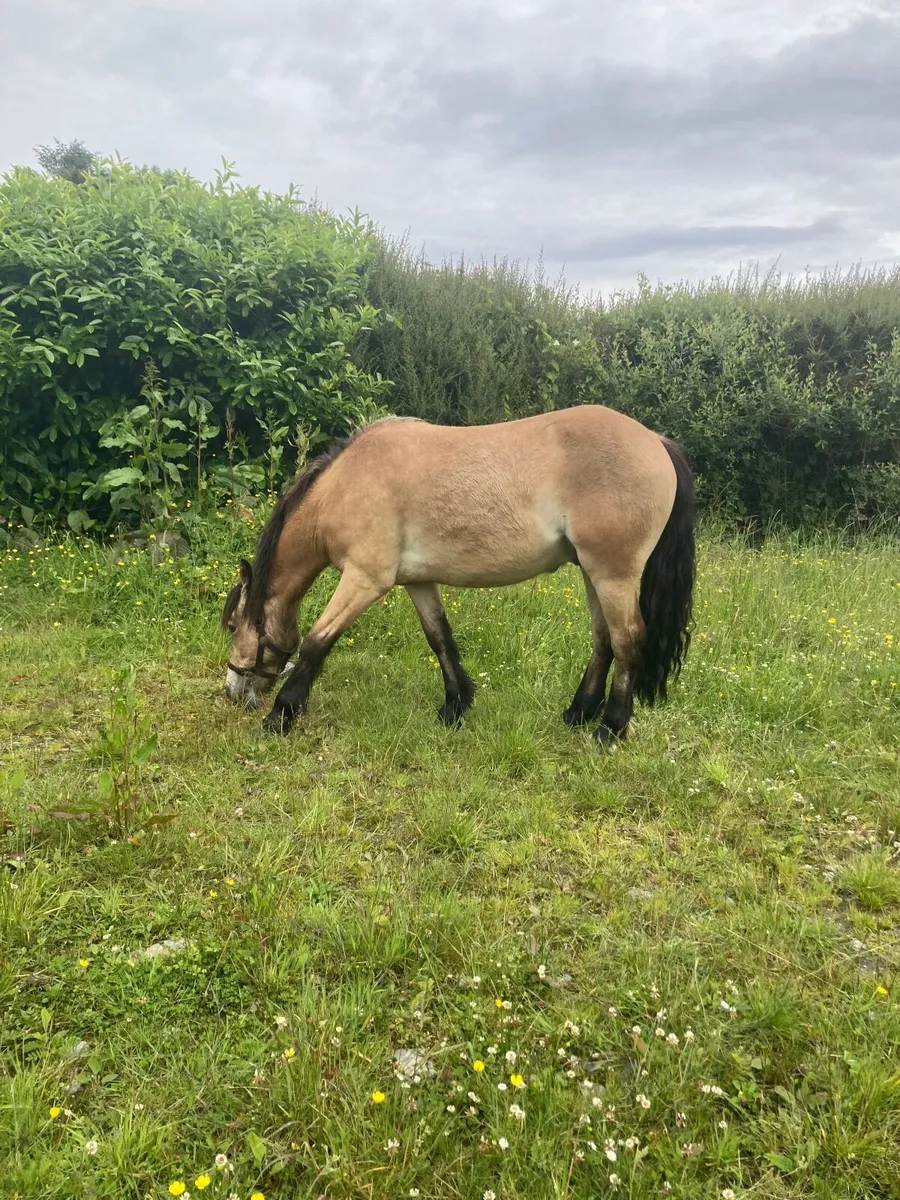 Horses - Image 4