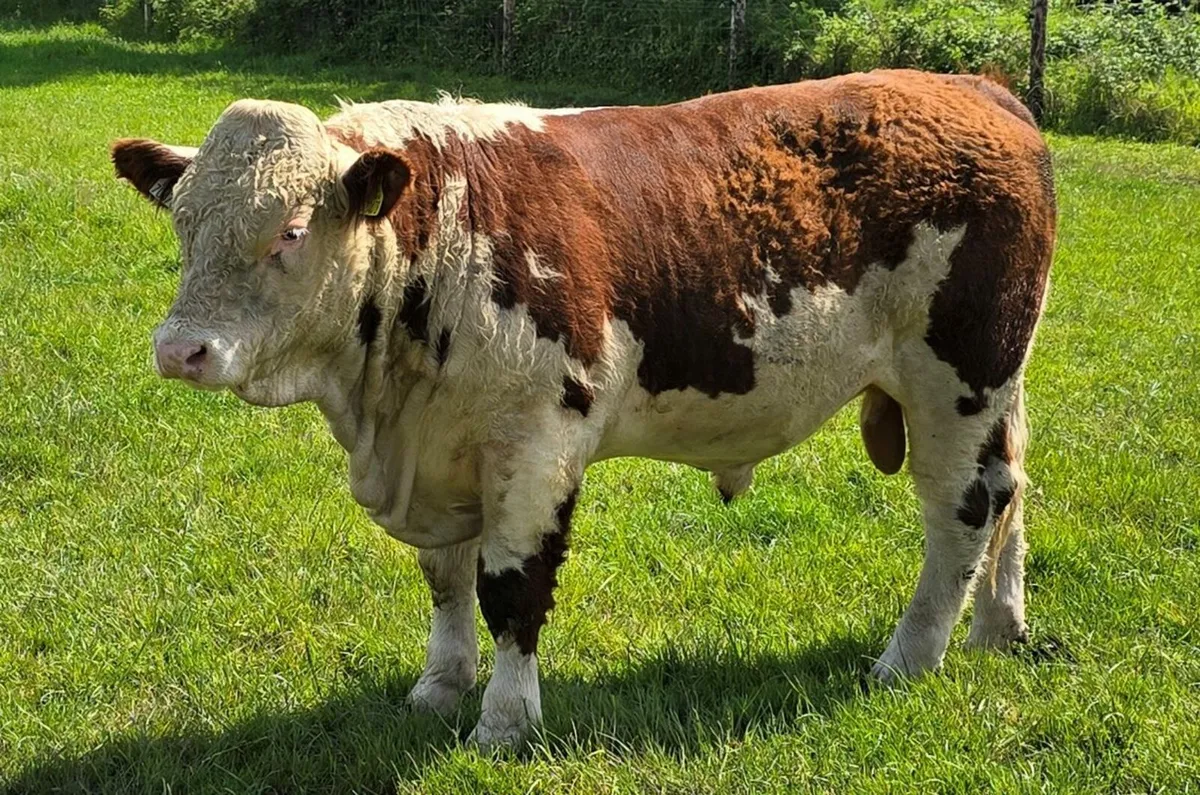 Pedigree Hereford Bulls for Sale - Image 1
