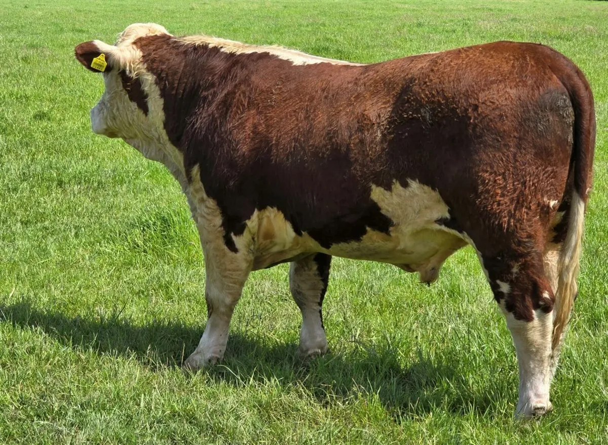 Pedigree Hereford Bulls for Sale - Image 2
