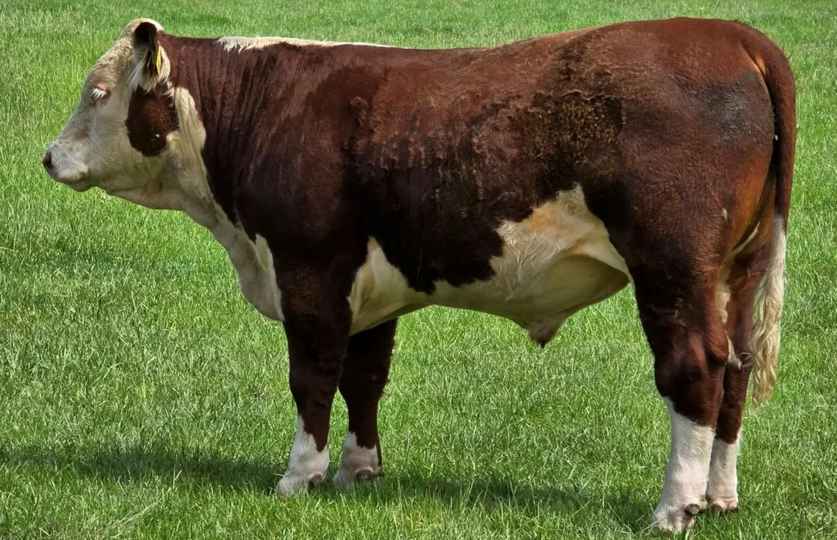 Pedigree Hereford Bulls for Sale - Image 3