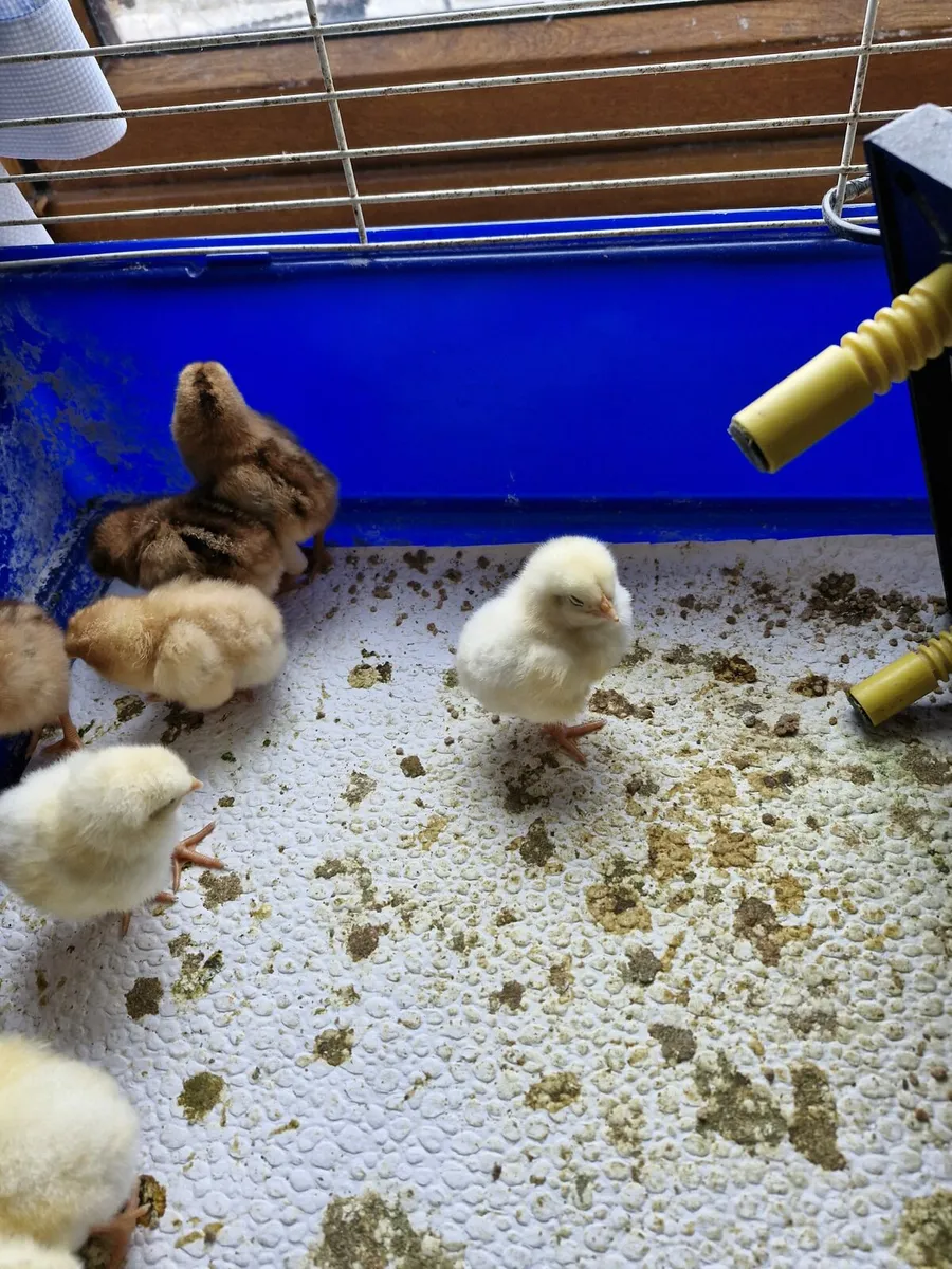 Day-Old Chicks - Image 3