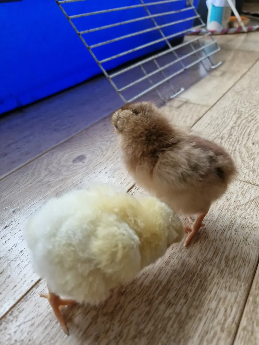 Day-Old Chicks - Image 4