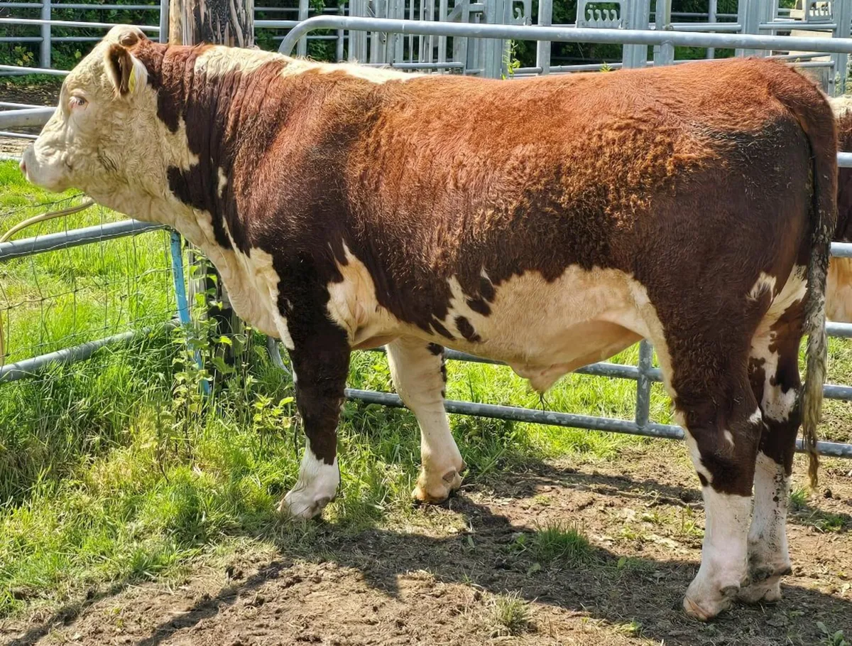 Pedigree Hereford Bulls for Sale - Image 4