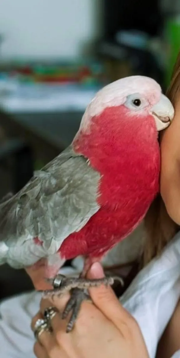 Galah Cockatoo - Image 4