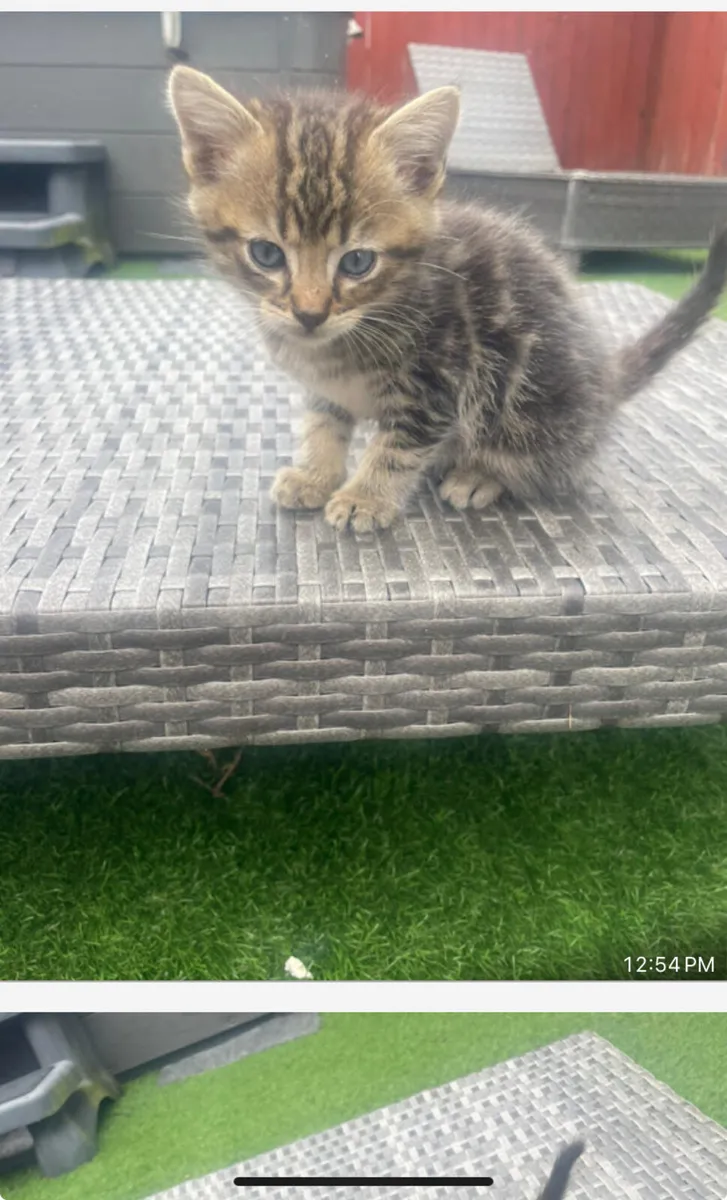 Kittens - Image 1