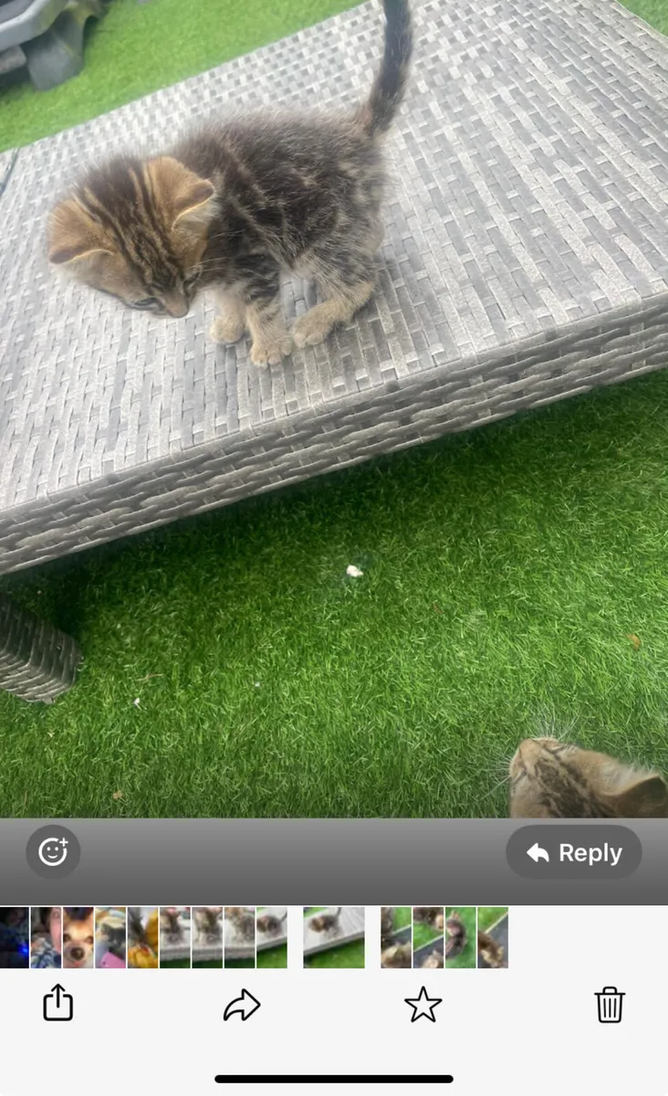 Kittens - Image 2