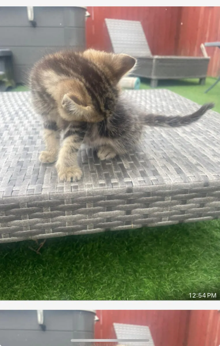 Kittens - Image 3