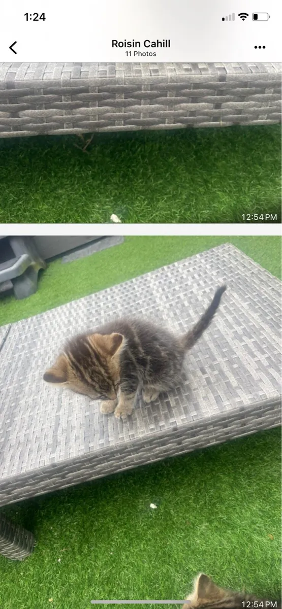 Kittens - Image 4