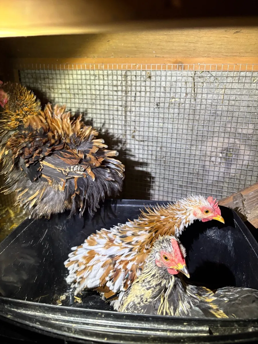 Pekin cockerels frizzle - Image 1